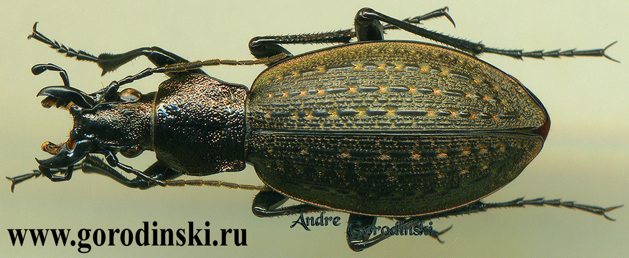 http://www.gorodinski.ru/carabus/Eccoptolabrus exiguus citha.jpg